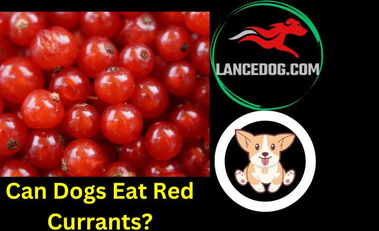 Can Dogs Eat Red Currants?