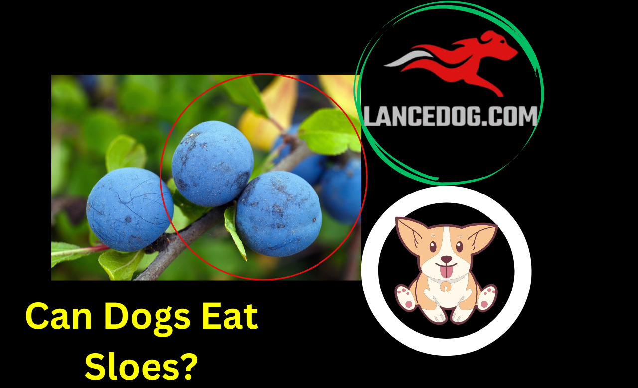 Can Dogs Eat Sloes?