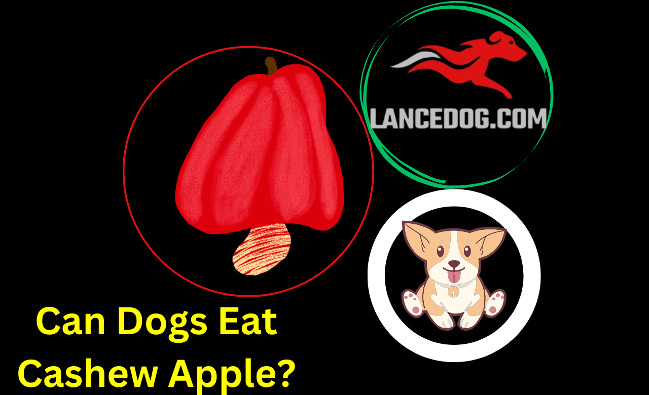 Can Dogs Eat Cashew Apple?