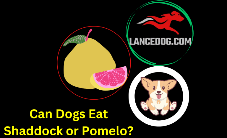 Can Dogs Eat Shaddock or Pomelo?