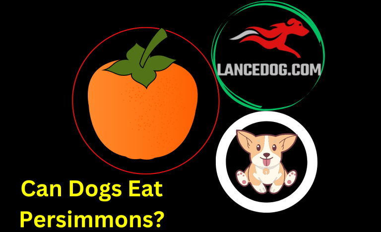 Can Dogs Eat Persimmons?