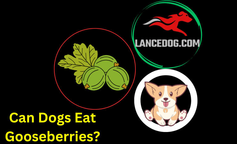 Can Dogs Eat Gooseberries?