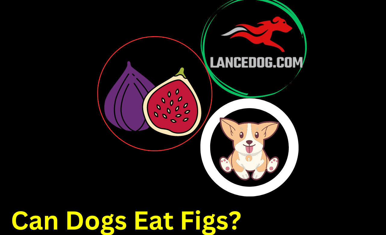 Can Dogs Eat Figs?