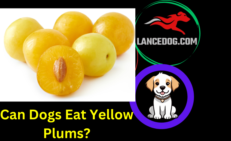 Can Dogs Eat Yellow Plums?