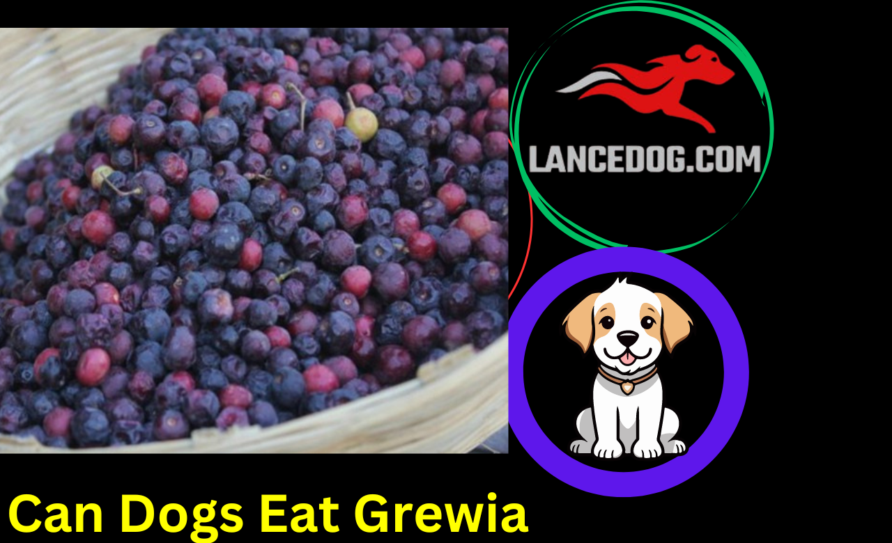 Can Dogs Eat Grewia or Falsa?