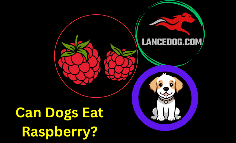 Can Dogs Eat Raspberry?