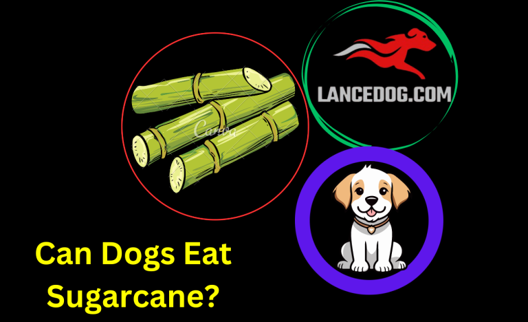 Can Dogs Eat Sugarcane?