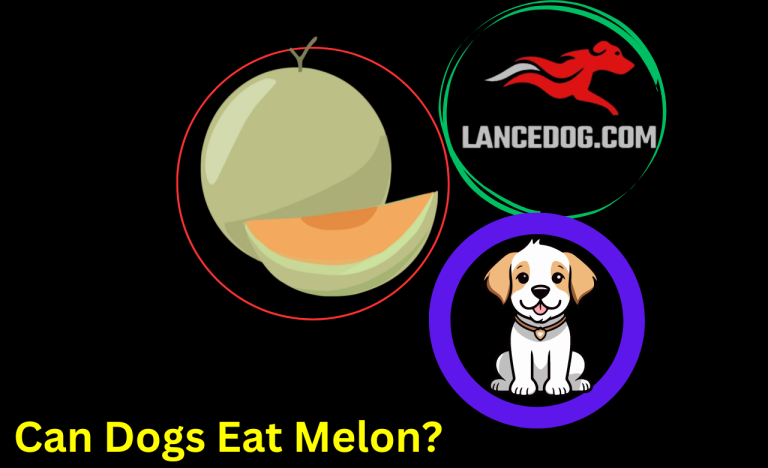 Can Dogs Eat Melon?