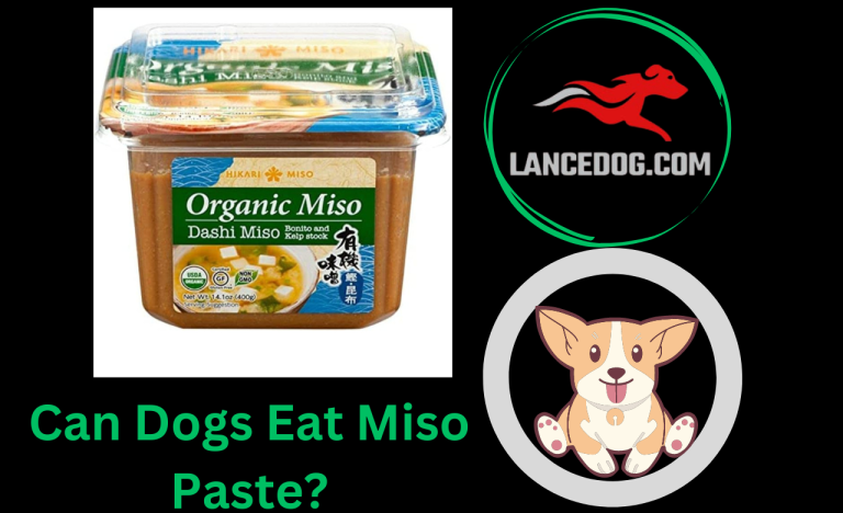 Can Dogs Eat Miso Paste?