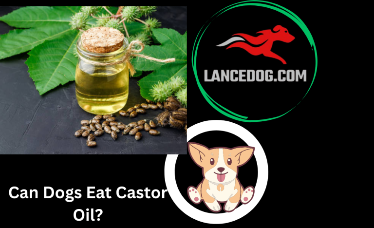 can dogs eat castor oil?