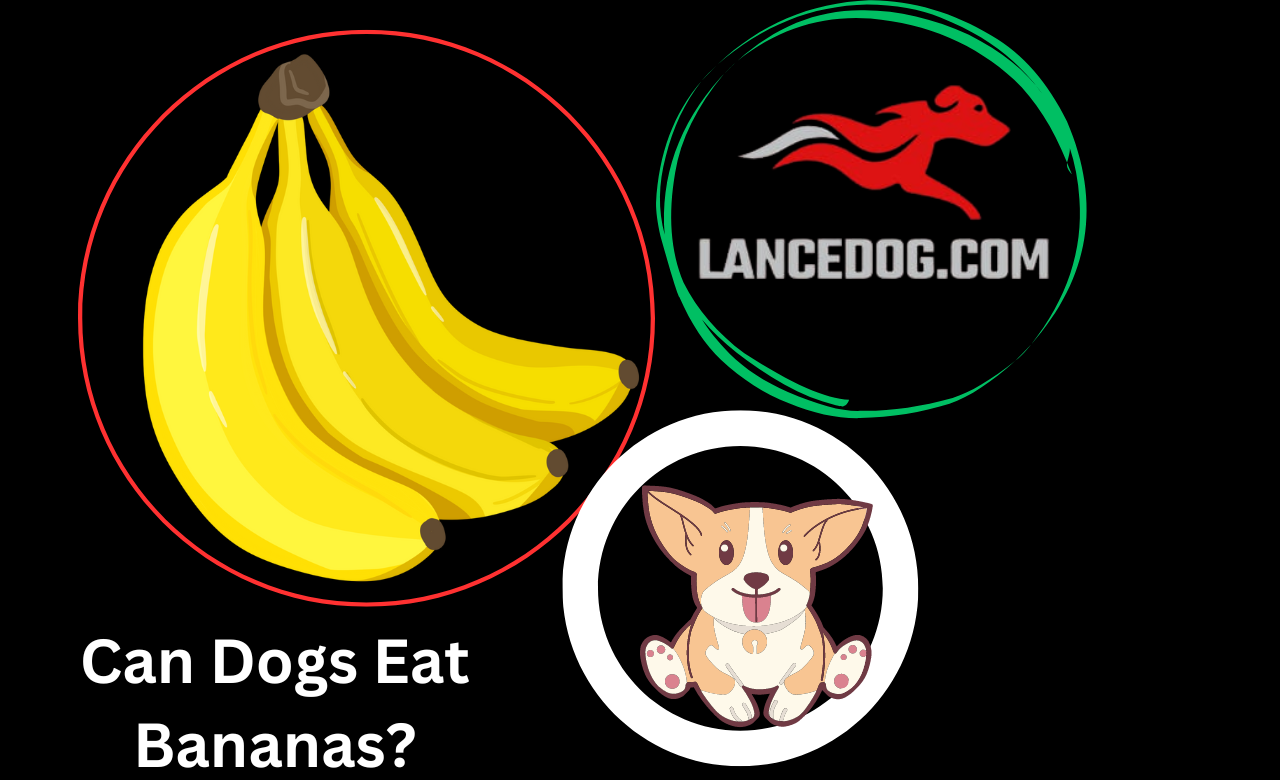 Can Dogs Eat Bananas?