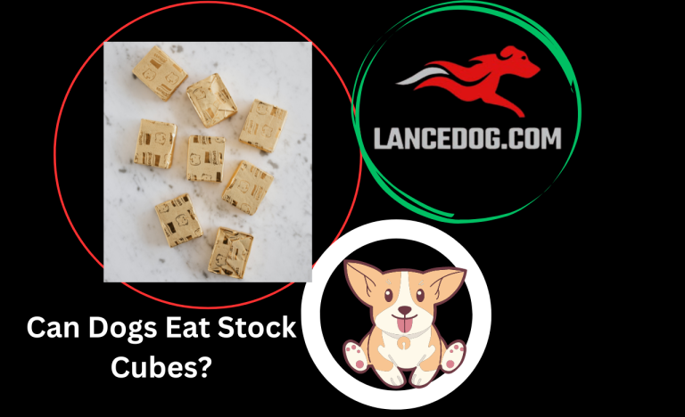 Can Dogs Eat Stock Cubes?