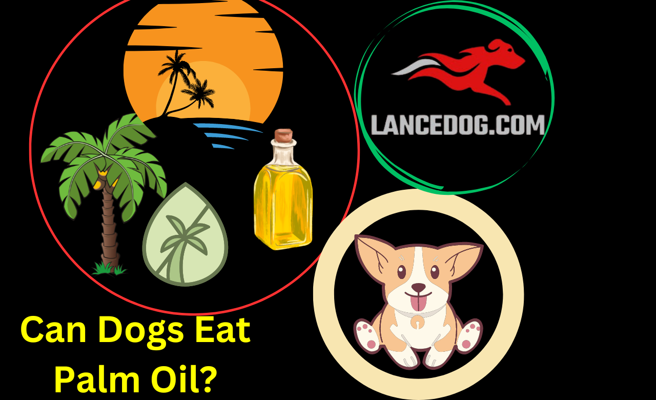 Can Dogs Eat Palm Oil?