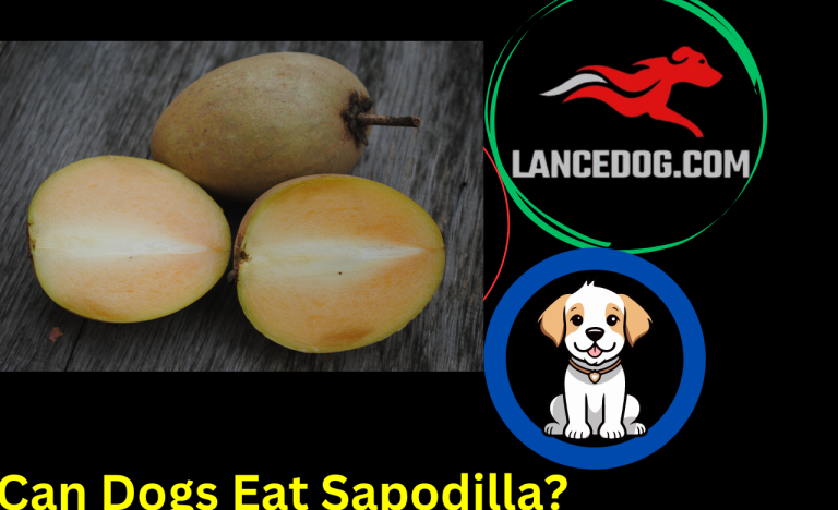 Can Dogs Eat Sapodilla