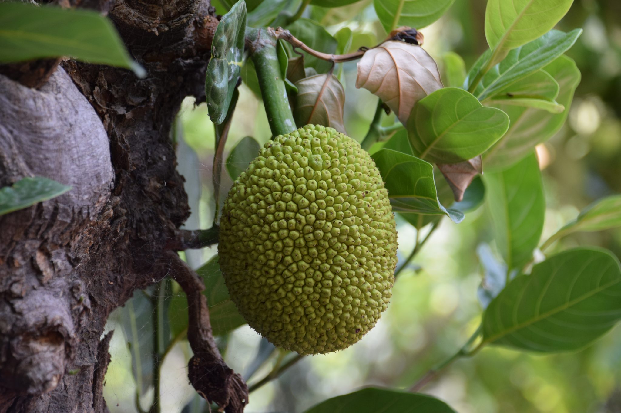 Do-animals-eat-jackfruit-2048x1365.jpg