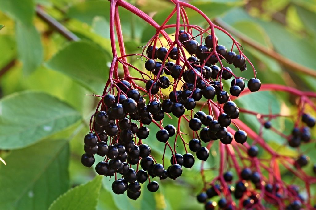 This image has an empty alt attribute; its file name is Is-elderberry-extract-toxic-to-dogs-1024x682.jpg