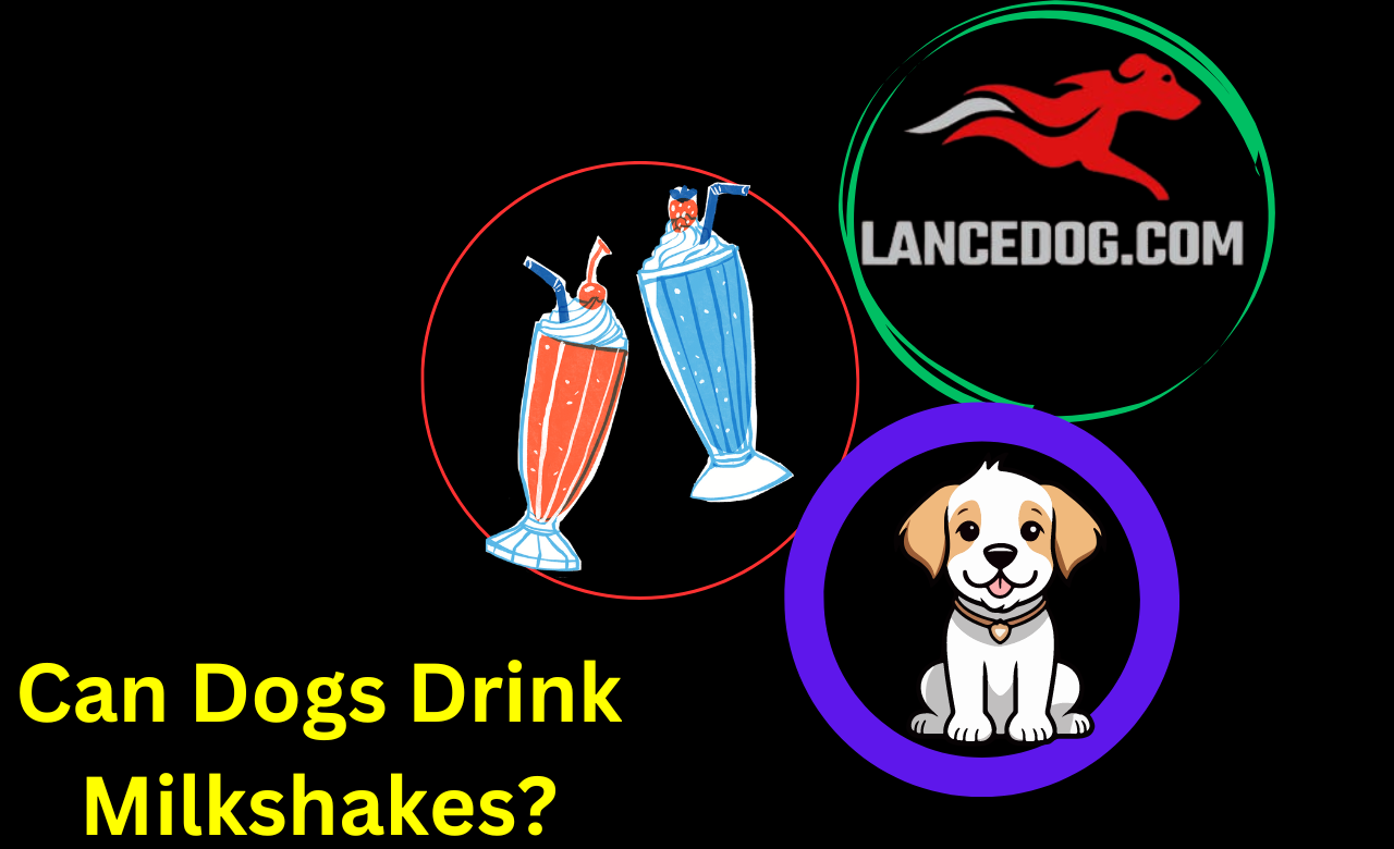 Can Dogs Drink Milkshakes?