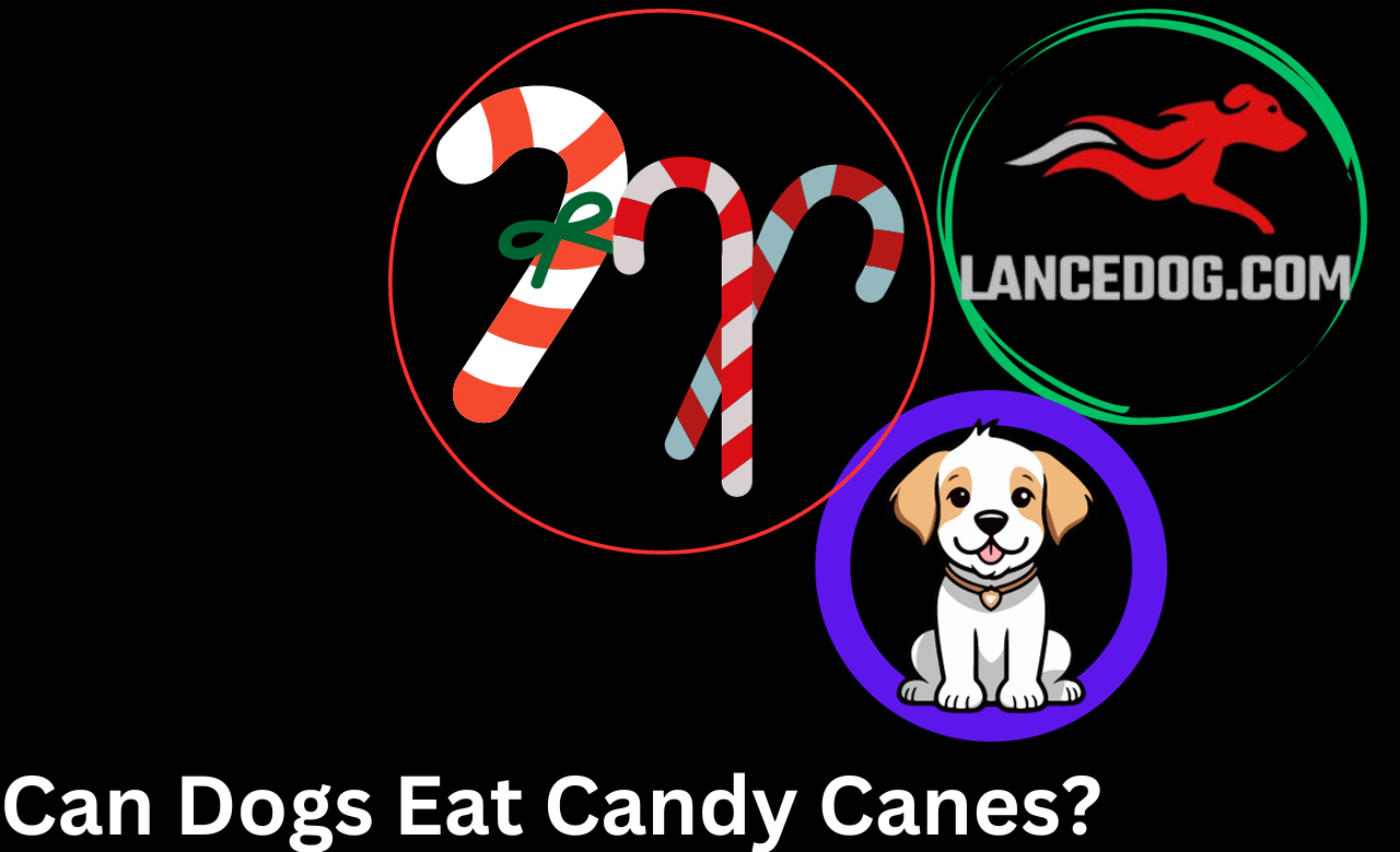 Can Dogs Eat Candy Canes?