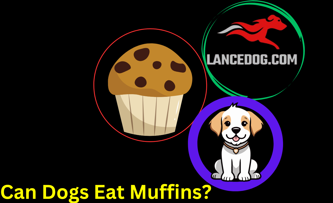 Can Dogs Eat Muffins?