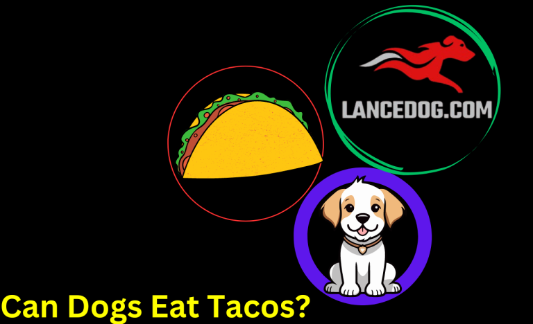 Can Dogs Eat Tacos?