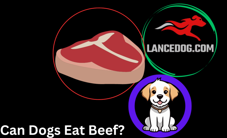 Can Dogs Eat Beef?