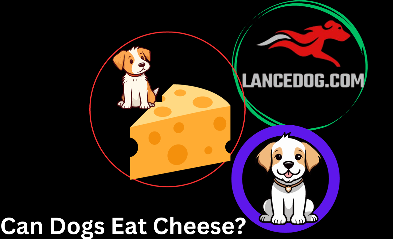 Can Dogs Eat Cheese