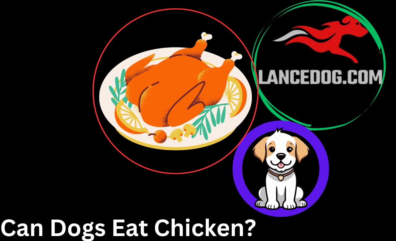 Can Dogs Eat Chicken?