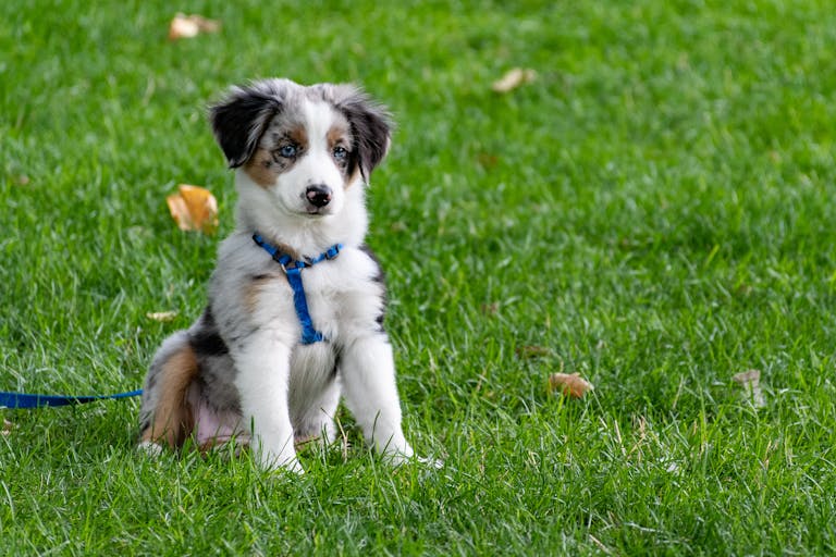 A cute Australian Shepherd puppy with blue harness sitting on a green lawn.