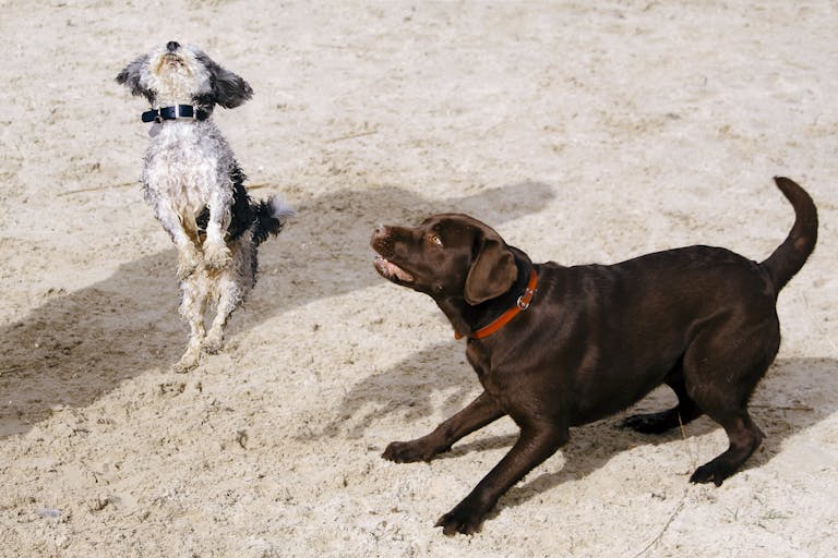 Two dogs playfully jumping and interacting on a sandy beach, showcasing energy and joy.