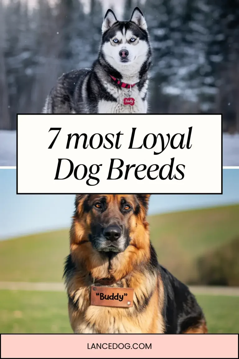 7 Loyal Dog Breeds That Will Never Leave Your Side