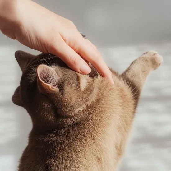 Are cats ticklish? IMG02