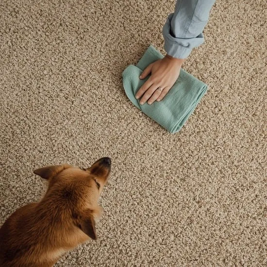 Remove old dog pee from carpet IMG03