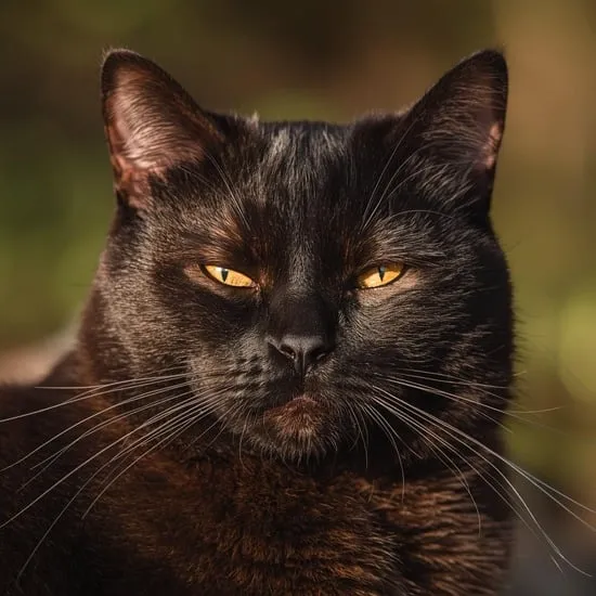 Cat facts every black cat lover should know IMG03