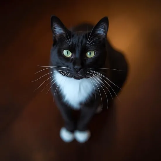 8 facts about tuxedo cat IMG01