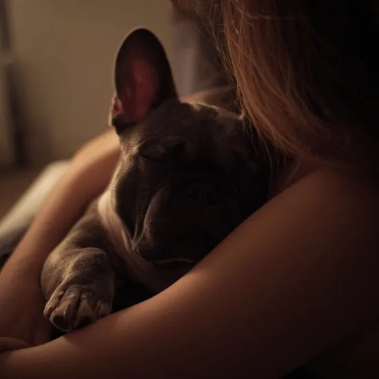 french bulldog care guide what new owners need to know IMG03