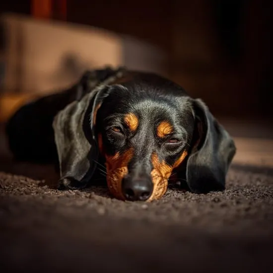 How to train a dachshund to be alone IMG03