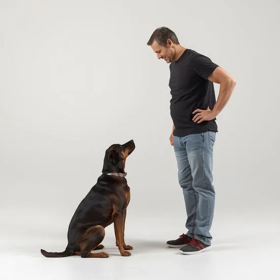 how to train a stubborn dog pro tips IMG04