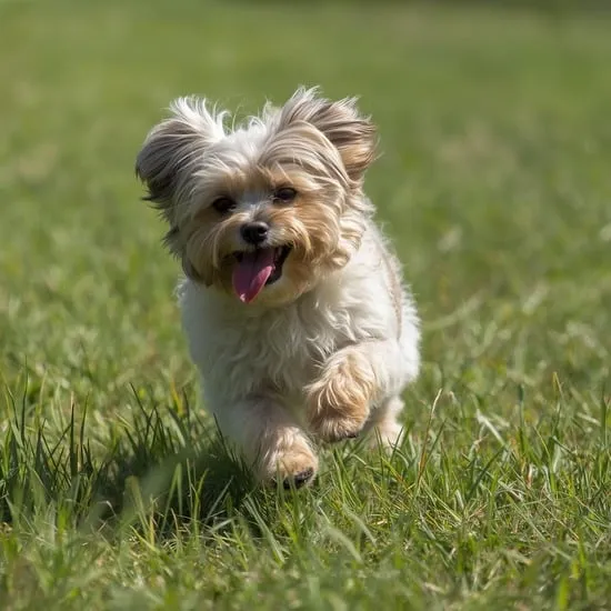 18 cute havanese haircut ideas IMG04
