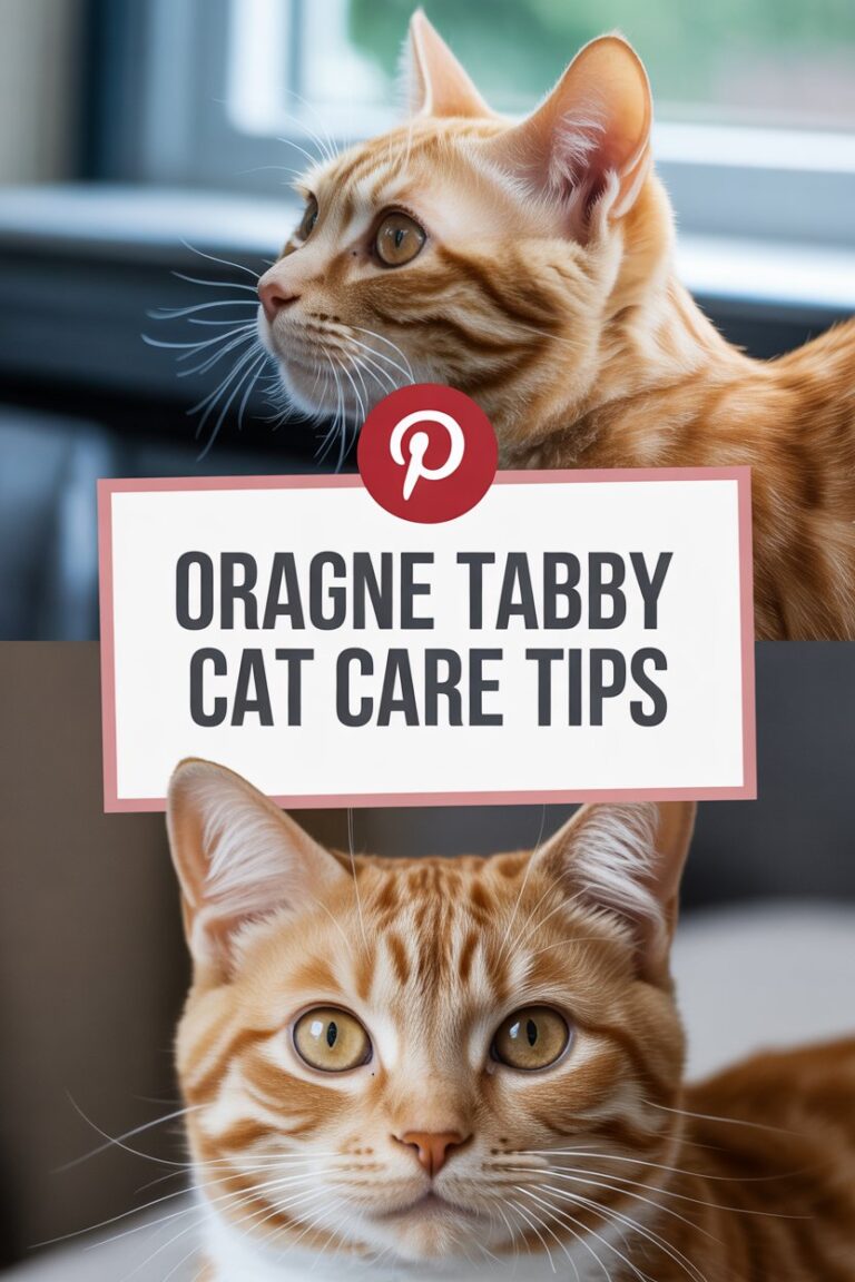 Orange Tabby Cat Care Tips for Happy, Healthy Companions