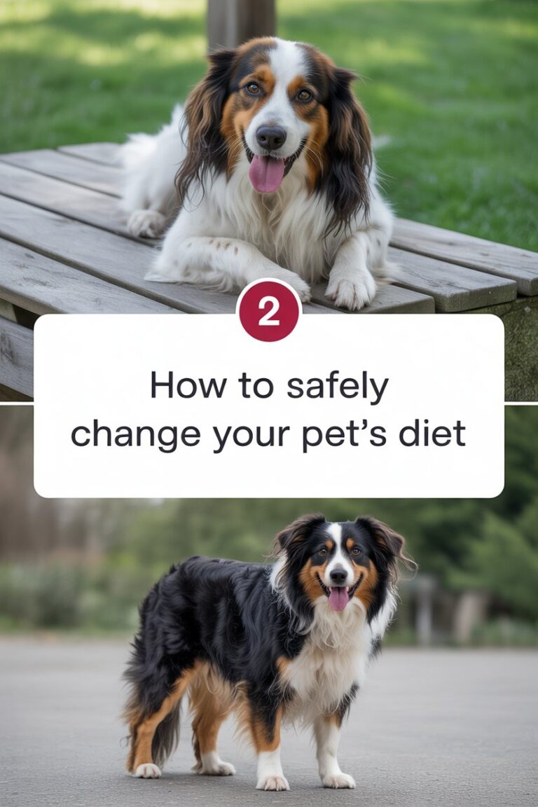 How to Safely Change Your Pet’s Diet