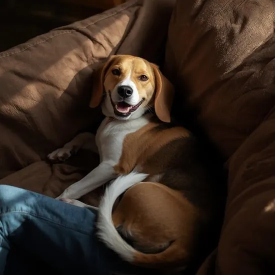 how to spoil your beagle IMG01