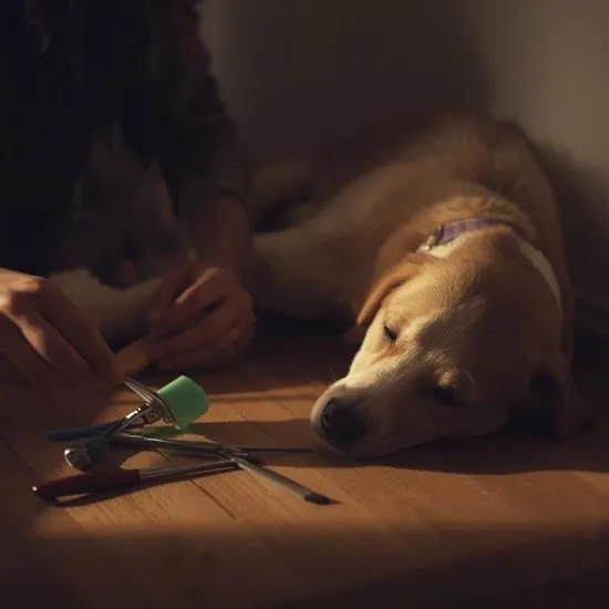9 dog grroming hacks IMG01