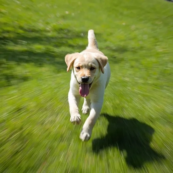 5 mistakes labrador retriever puppy owners make IMG02