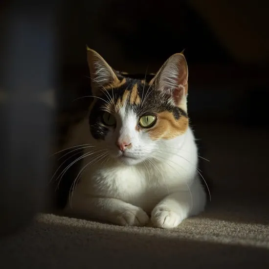 Calico Cat Spiritual Meaning IMG02