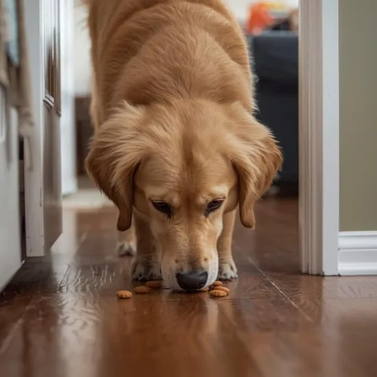 9 brain games for dog IMG03