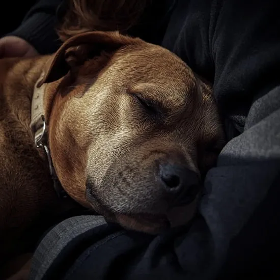 9 signs a dog is dying IMG03