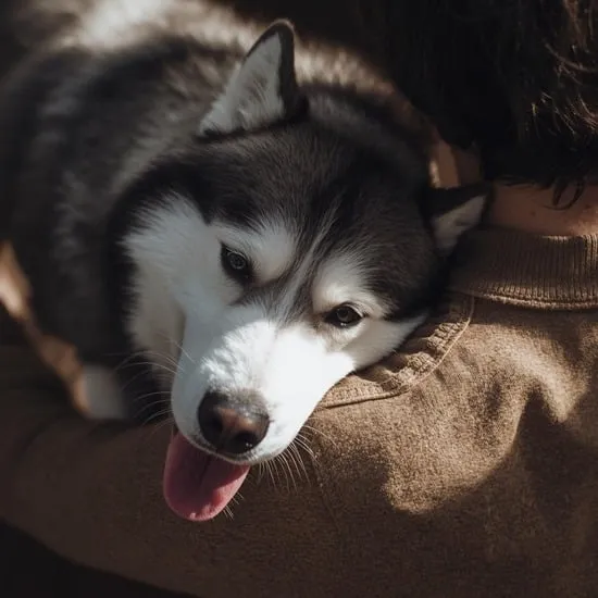 Why your Husky lays its head on you? IMG03