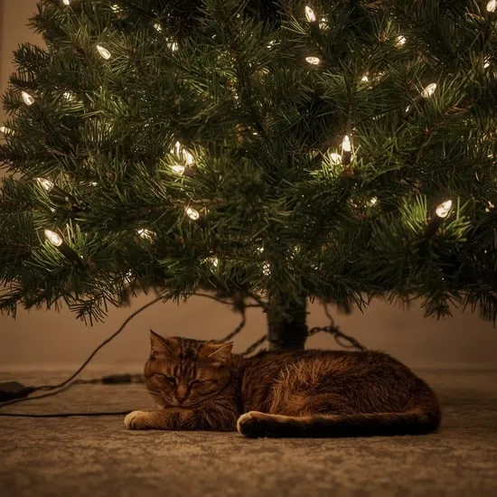 Cat friendly christmas tree ideas IMG03