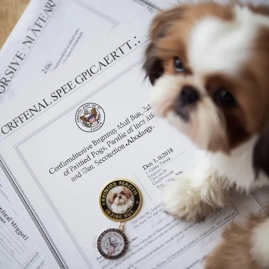 Is your shih tzu really pure bred? IMG04