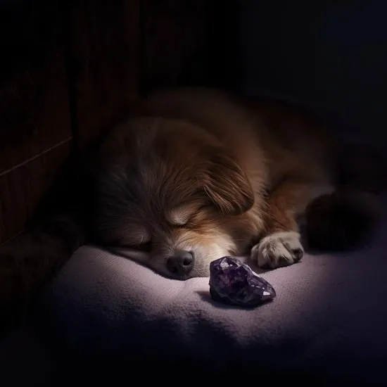 5 reasons why your dog needs amethyst IMG04